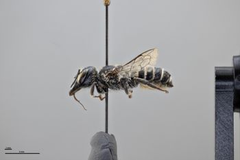Media type: image;   Entomology 790896 Aspect: habitus lateral view